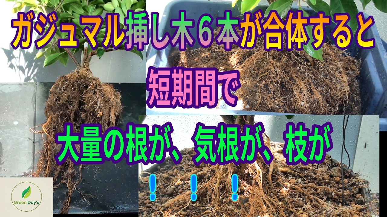 細くて頼りなかったガジュマルの挿し木6本→“合体”させて1年後