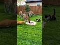 Feisty 🐈vs🐆Four LeopardsThe Bravest Cat Ever気の強い猫🐈vs🐆4頭のヒョウ史上最強の勇敢な猫승부욕 강한 고양이🐈vs🐆표범4마리! 역대급 용감한 고양이