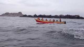 Isla Damas - Isla Choros, Delfines