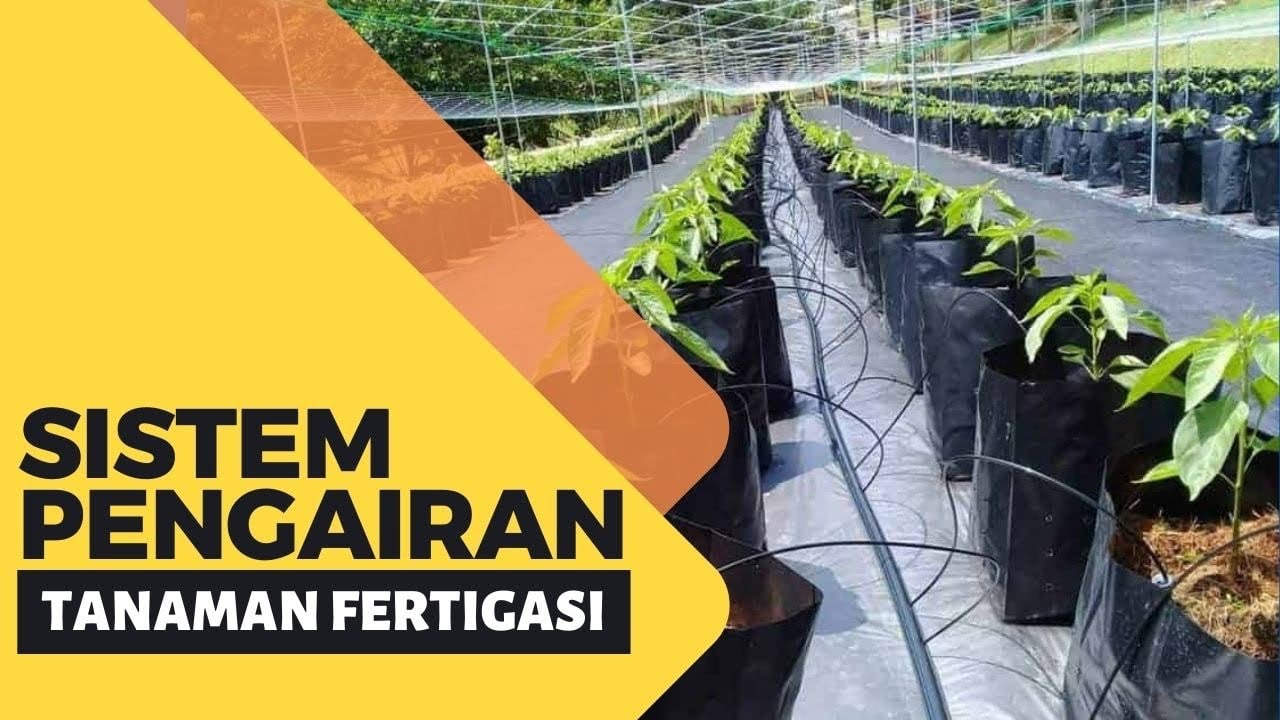 Sistem Pengairan | Tanaman Fertigasi - YouTube
