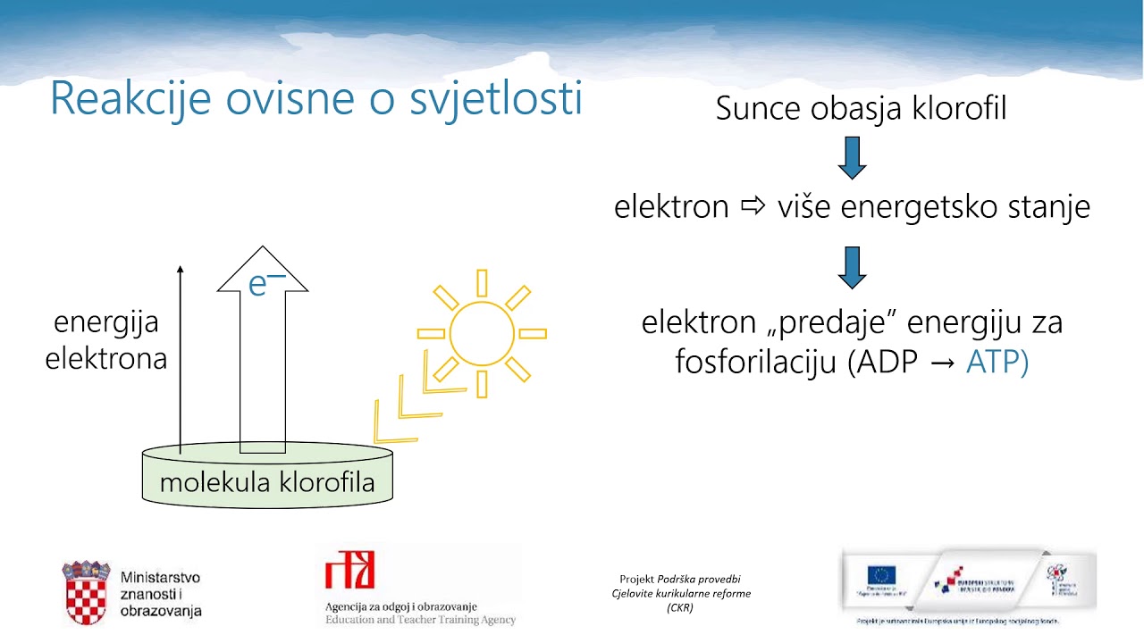 Biologija 3.r. SŠ - Pretvorbe energije u stanici, 1. dio - fotosinteza