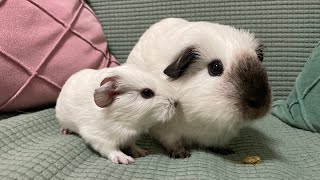 [むぎちゃん]モルモットの赤ちゃんが産まれてからの成長 Growth of baby guinea pigs after birth