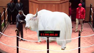 The Most Expensive Cows in the World, Which Exceed The Value of a Lamborghini