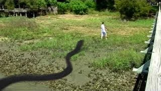 Giant Snake Wild Nature