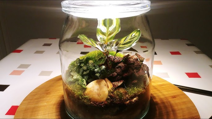 Bouteille Terrarium verre ouverte 10L pas Cher