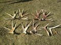 Поиск рогов лося в Налибокской пуще, март 2021, 10 рогов, poroże łosia  10 rosoch