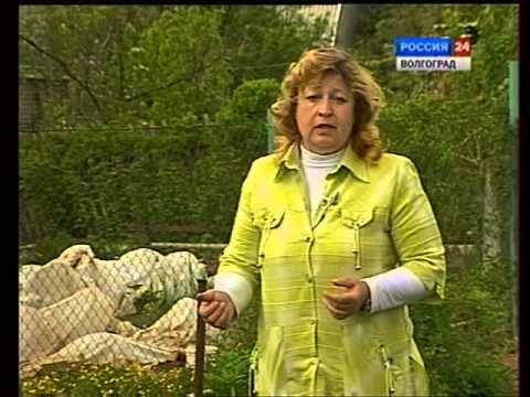 Сорта малины для волго вятского региона. hqdefault. Сорта малины для волго вятского региона фото. Сорта малины для волго вятского региона-hqdefault. картинка Сорта малины для волго вятского региона. картинка hqdefault. Малина — популярная и полезная летняя ягода. Старые адаптированные сорта в Средней полосе России отличаются неприхотливостью и жизнестойкостью. На участке малина может вести себя даже агрессивно, захватывая новые территории и расширяя границы малинника. Такое поведение связано с особенностями сортов и недостатком ухода. Лучшие сорта малины по отзывам садоводов из разных регионов представлены в нашем рейтинге.