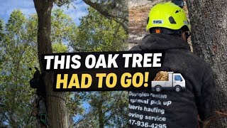 Oak Trees Removal & Stump Grinding for New Home Build $1800 