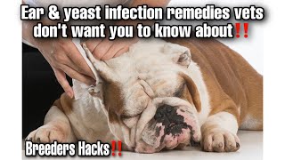 How to treat Ear \& yeast infections. The remedy vets don’t want you to know about‼️