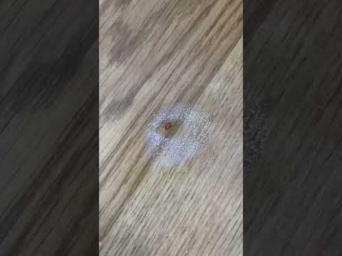 Bedbug control in London through freezing , really cool video
