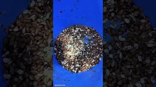 Q2 peanut color sorter machine