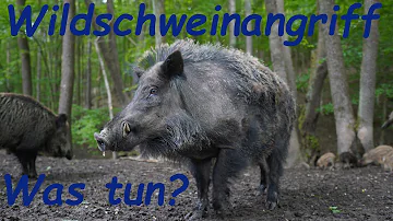 Was mögen Wildschweine?