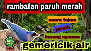 masteran murai batu || suara burung rambatan paruh merah ( RPM ) dengan terapi gemericik air