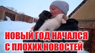 ГОД НАЧИНАЕТСЯ С ПАТЕРЬ!! В ПРИЮТЕ ЗАБОЛЕЛИ СОБАКИ! НУЖНА ВАКЦИНА!