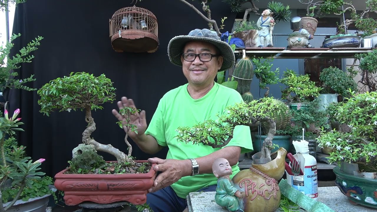 MAI CHIEU THUY - CON TANG: После каждого периода цветения стимулируйте развитие корневой системы ...