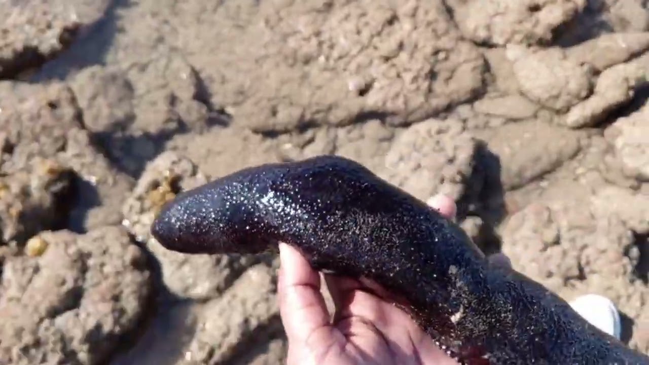 Marine Biodiversity | Pakistan | Rocky Shore