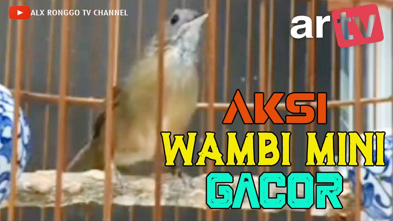 WAMBI MINI GACOR COCOK BUAT MASTERAN. 