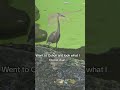 Oshun is beautiful #nature  #blueheron #oshun #orisha #spiritualist #thebeautyoflife