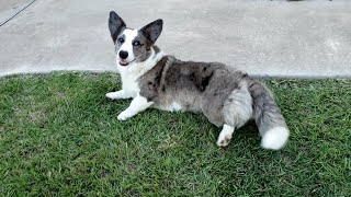 Wyndower Cardigan Welsh Corgis Playtime At Home by Wyndower Cardigans 39,364 views 3 years ago 2 minutes