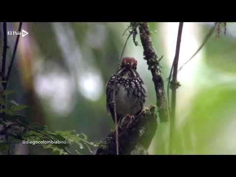 Tororoi Bailador, la nueva especie de ave descubierta en los farallones de Cali