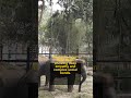 Astonishing Animal Intelligence &amp; Bizarre Unexplained Behaviors