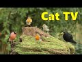 Cat tv  sweet birds in my garden  8 hours 