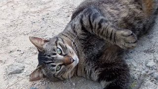 ゴロンゴロン転がる野良猫