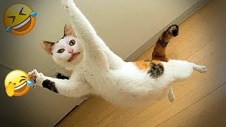 YOU LAUGH YOU LOSE🤣Best Funny Animals Video 2024😻🐶#13