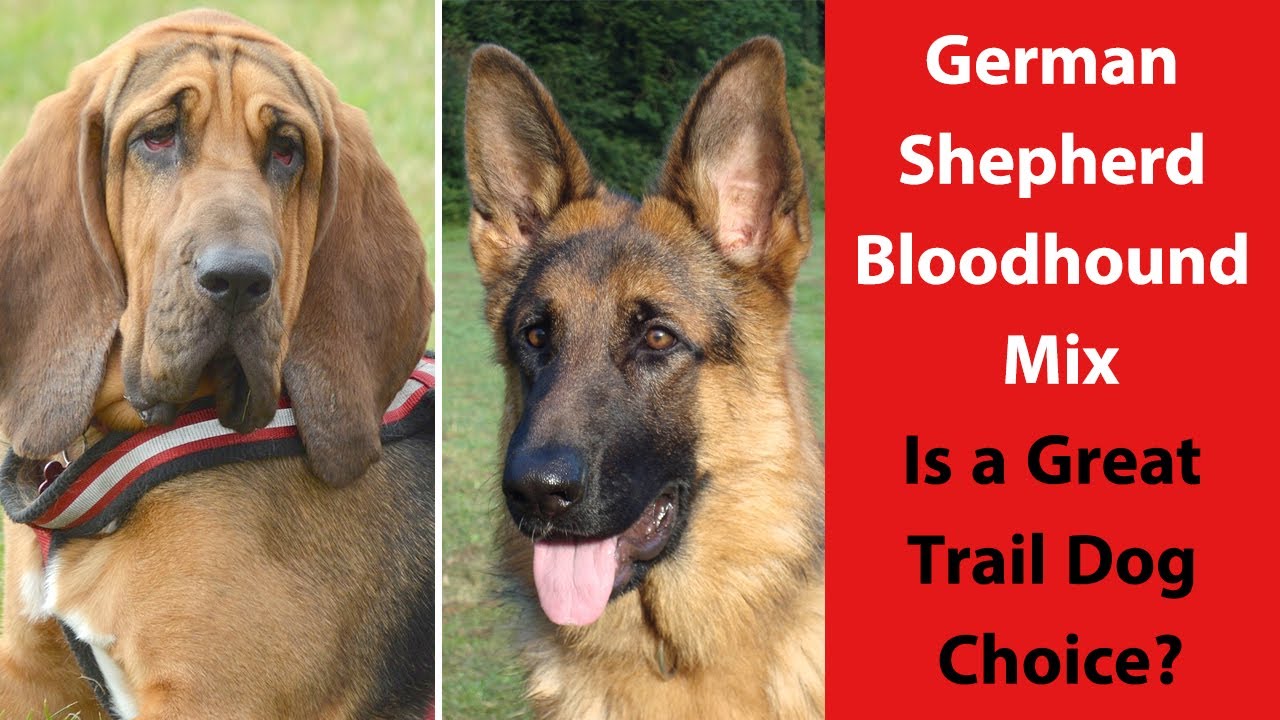 Følelse komponist buste German Shepherd Bloodhound Mix: Is a Great Trail Dog Choice? - YouTube
