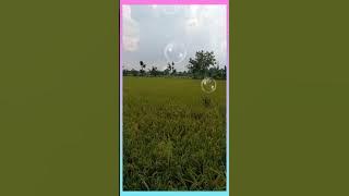 LAGU MELAYU SEKADAU : INANG LUPA SEKADAU ( Lokasi : Ds.Cangkring Kec.Tegowanu Kab.Grobogan JATENG ).