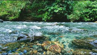 Flowing River & Wild Birds | No Music No Talking | Peaceful Nature Sleep Sounds Cozy Ember ASMR 🌿