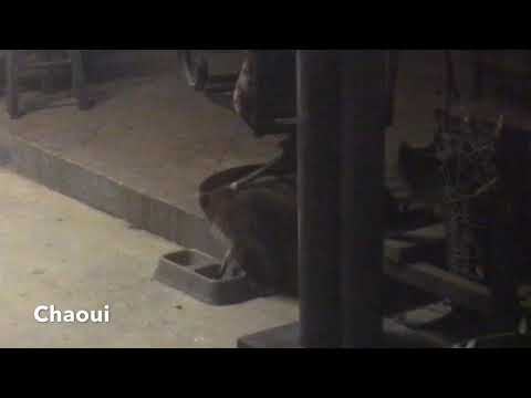 How to say raccoon in Louisiana French - YouTube