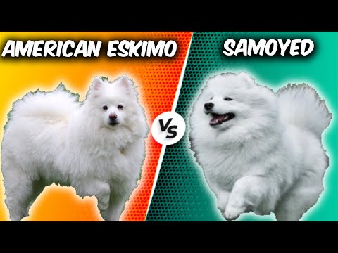 वीडियो: अमेरिकी एस्किमो कुत्तों के विभिन्न आकार