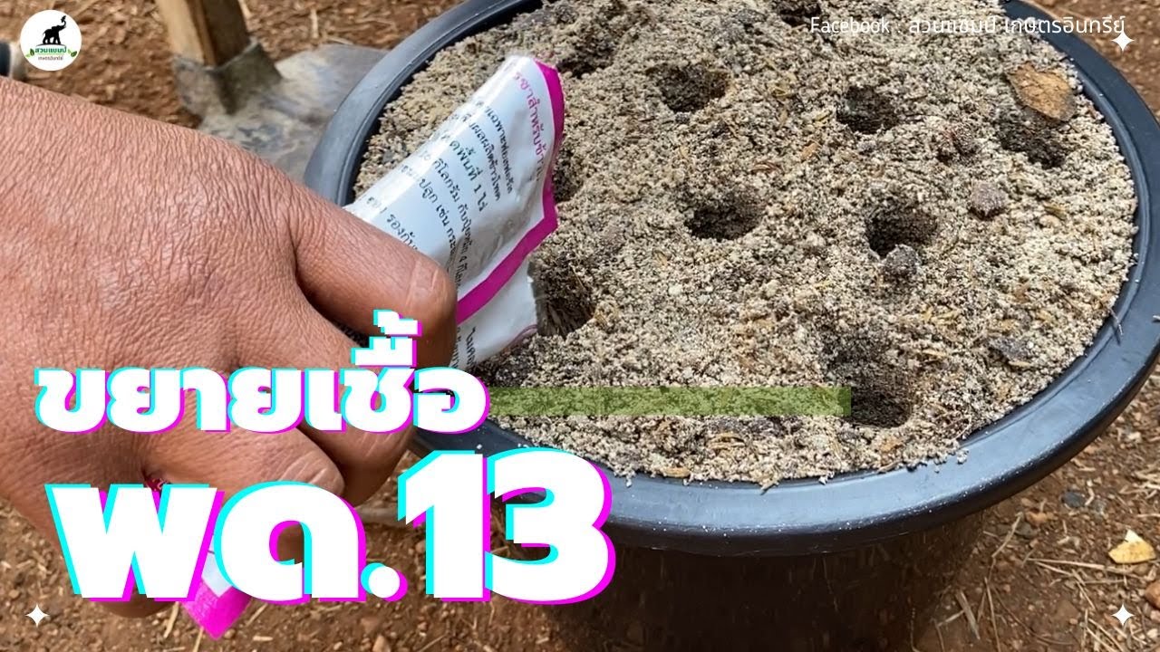 การขยายเชื้อ พด.13 ไมคอร์ไรซา สำหรับข้าวโพด อบรมหมอดินอาสา