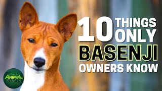 10 Things Only Basenji Dog Owners Understand