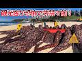 【衝撃映像】カメラが捉えなければ信じられない！ビーチで撮影された20の驚愕の光景、観光客が恐怖で失禁寸前！#ビーチの驚異 #海の不思議 #衝撃映像 #自然の脅威 #未知の生物 #海辺の謎 #驚きの瞬間