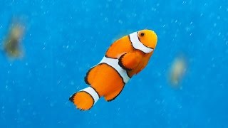 Facts: The Clownfish