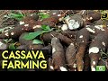Cassava Farming Part 1 : Cassava Industry in the Philippines