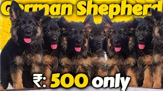 500 rs german shepherd -Low price german shepherd puppies for sale | 2023