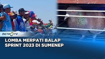 700 Pecinta Merpati Balap Ikut Lomba Merpati Balap Sprint 2023