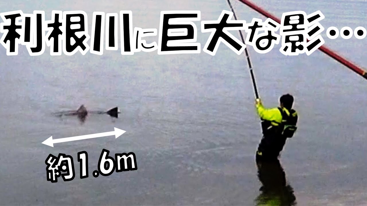 デカすぎる背ビレが水面を割った 伝説の巨大淡水魚を利根川で釣り上げろ Youtube