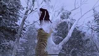 The Tiger 、The Taking Of Tiger Mountain-The Best Tiger Scene-最棒的老虎電影畫面