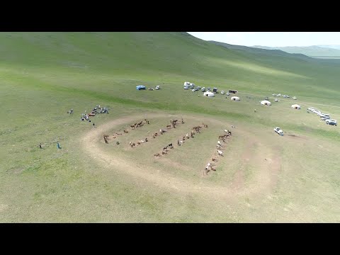 Видео: Бяслаг, шантереллээр бялууг хэрхэн жигнэх вэ