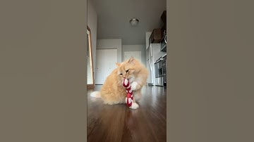 Second candy cane of the season #cats #catnip #christmas