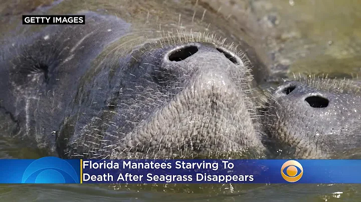 Florida Manatees Starving To Death After Seagrass Disappears