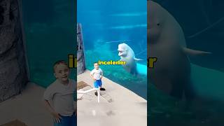 Beyaz Balinaların Sırrı Kafaları Neden Sünger Gibi?