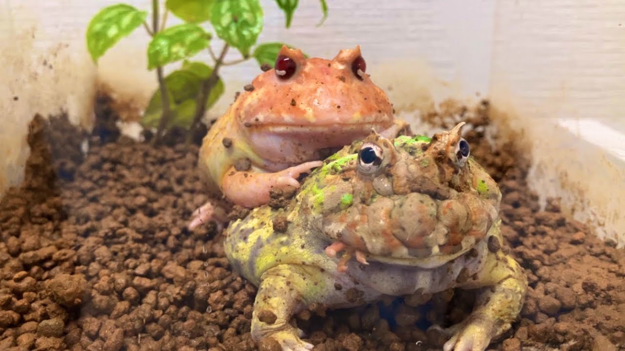 見た目は可愛いけど意外と凶暴なカエル Cute looking but surprisingly