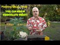 HOW TO GROW A CACAO TREE (Chocolate Tree) - YouTube