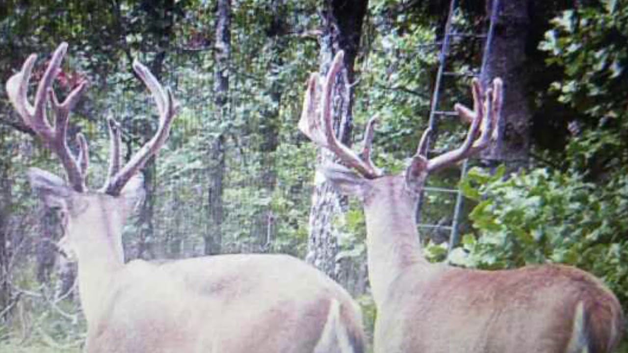 Lakeview Ranch Land for Sale Pittsburg County, Oklahoma near Lake