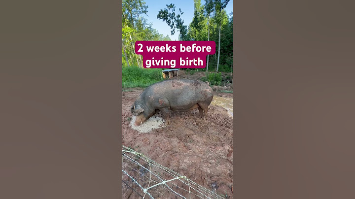 Stages of Pig Pregnancy 🐖 #piglets